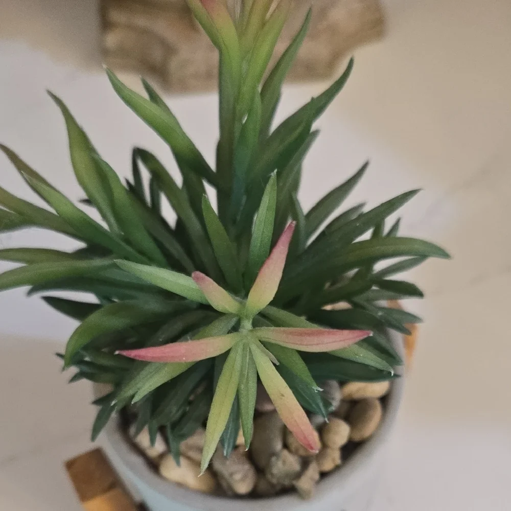 Modern Concrete Planter with Wooden Stand